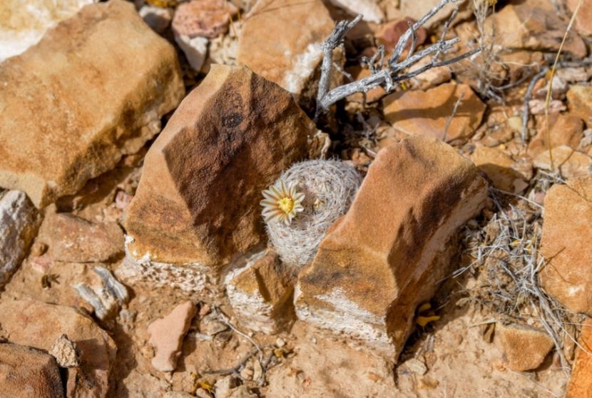  - Mammillaria Lasiacantha