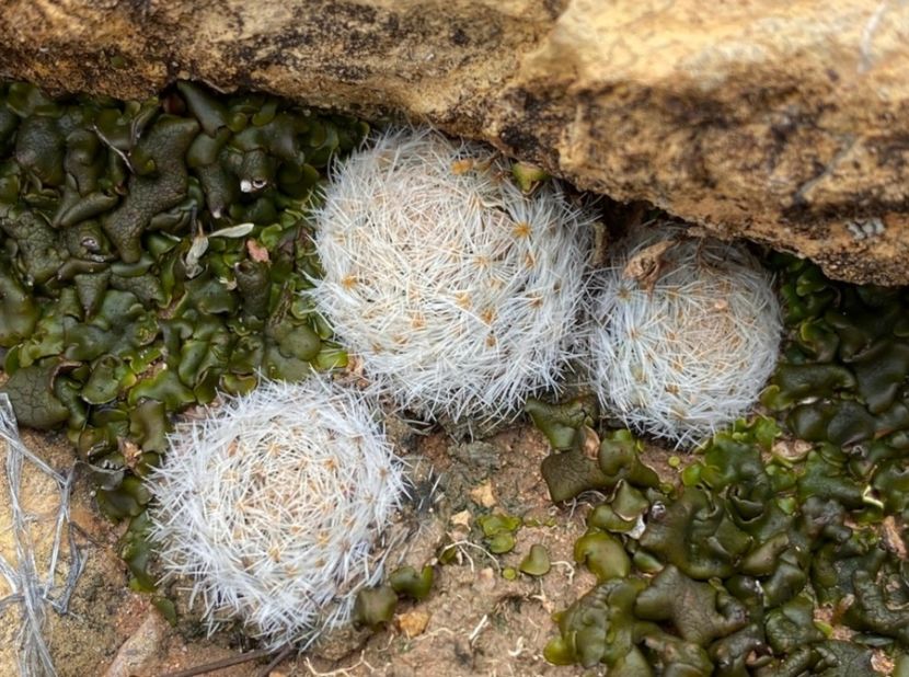  - Mammillaria Lasiacantha