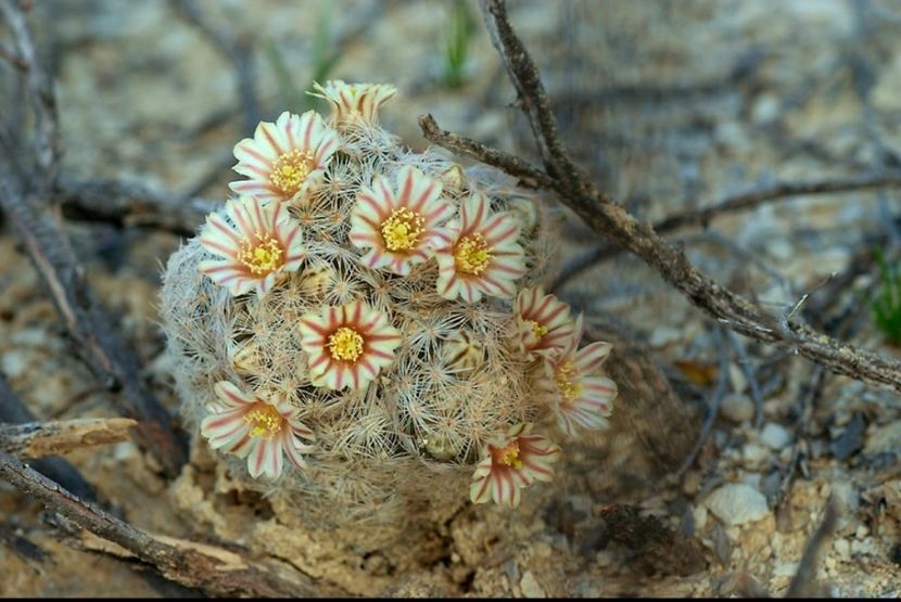  - Mammillaria Lasiacantha