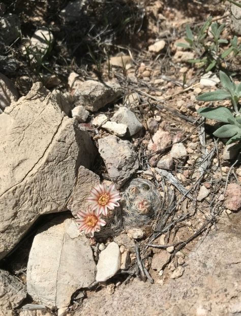  - Mammillaria Lasiacantha