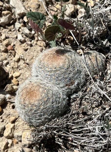  - Mammillaria Lasiacantha