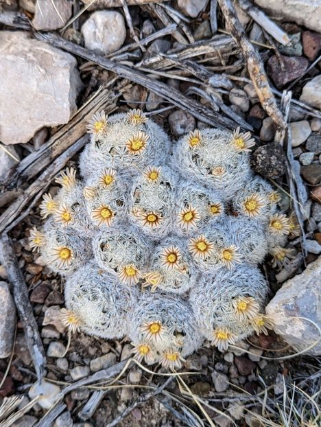  - Mammillaria Lasiacantha