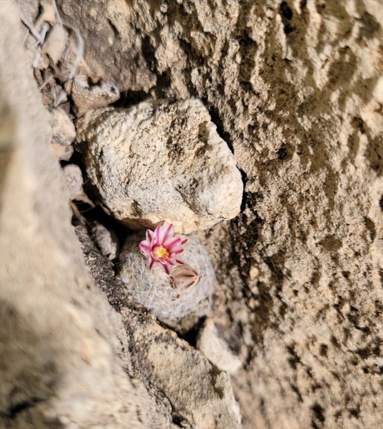  - Mammillaria Lasiacantha