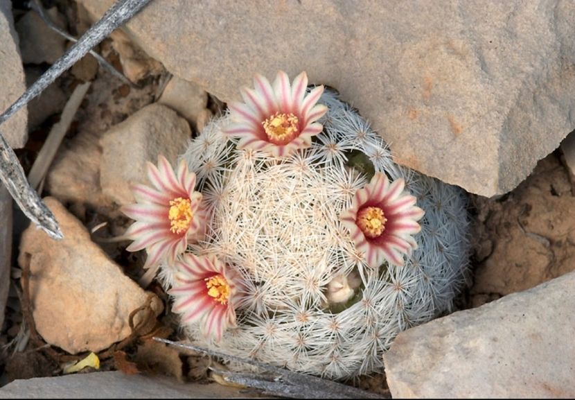  - Mammillaria Lasiacantha