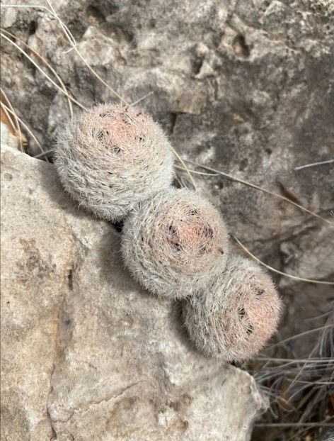  - Mammillaria Lasiacantha