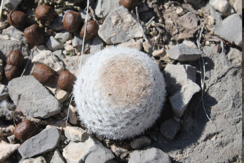 - Mammillaria Lasiacantha
