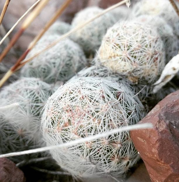  - Mammillaria Lasiacantha