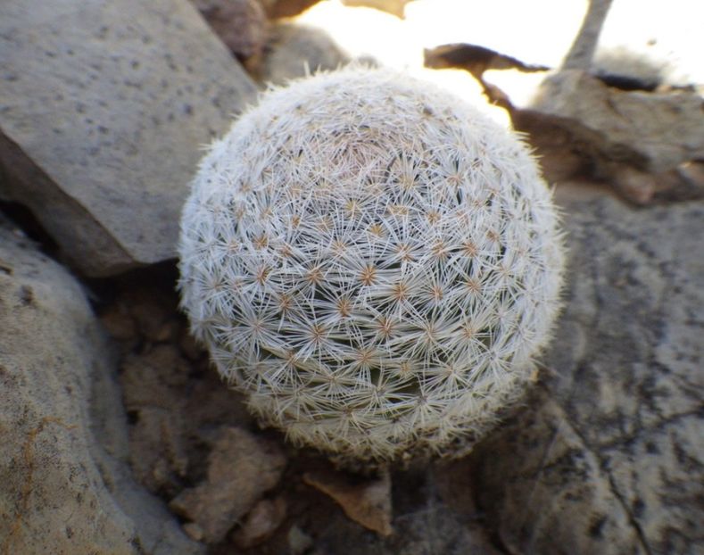  - Mammillaria Lasiacantha