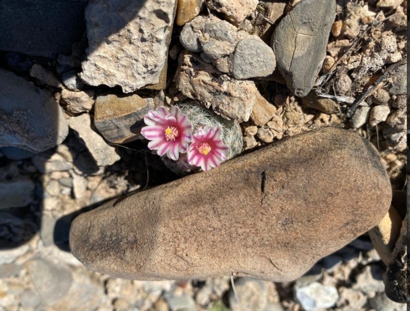  - Mammillaria Lasiacantha