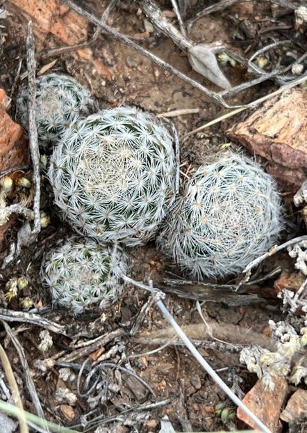  - Mammillaria Lasiacantha