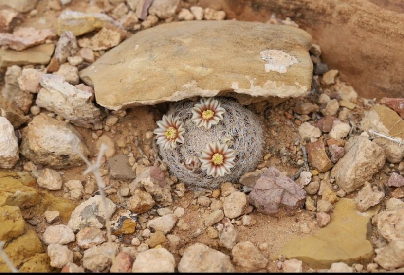  - Mammillaria Lasiacantha