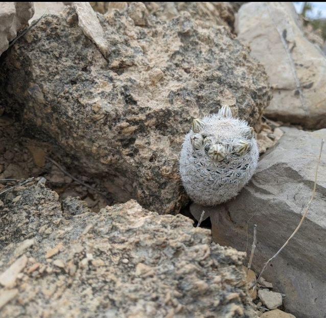  - Mammillaria Lasiacantha