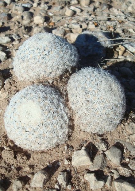  - Mammillaria Lasiacantha