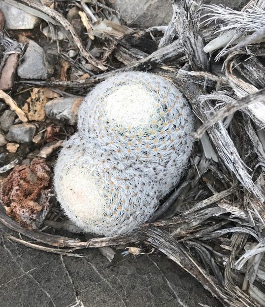  - Mammillaria Lasiacantha