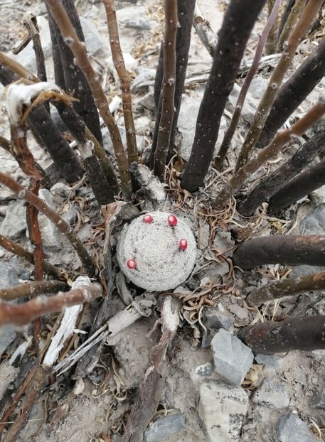  - Mammillaria Lasiacantha