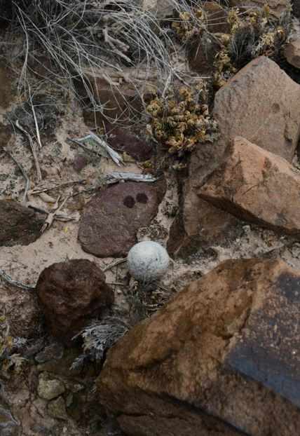  - Mammillaria Lasiacantha