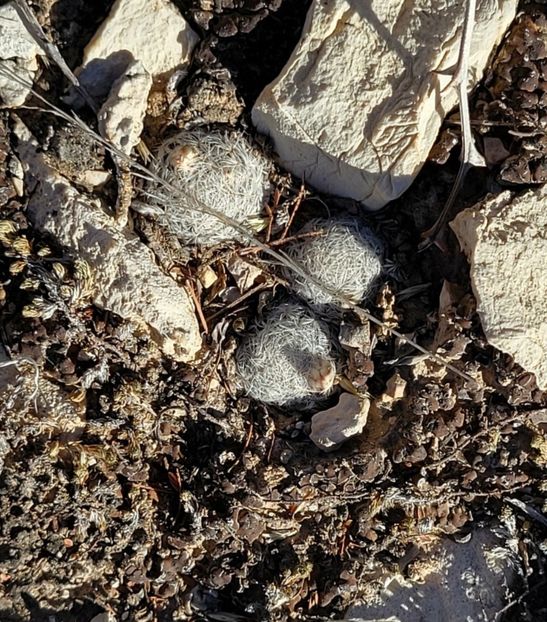  - Mammillaria Lasiacantha