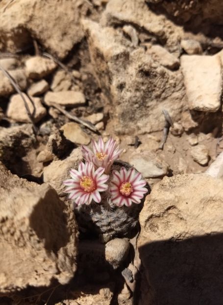  - Mammillaria Lasiacantha