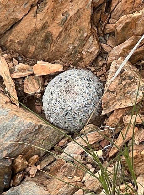  - Mammillaria Lasiacantha