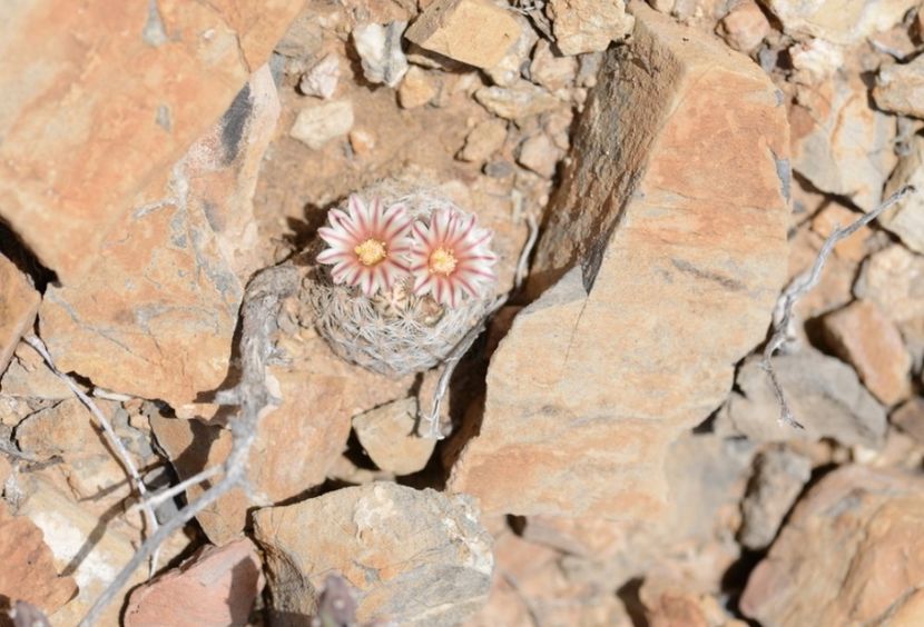  - Mammillaria Lasiacantha