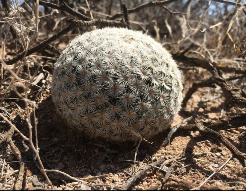  - Mammillaria Lasiacantha