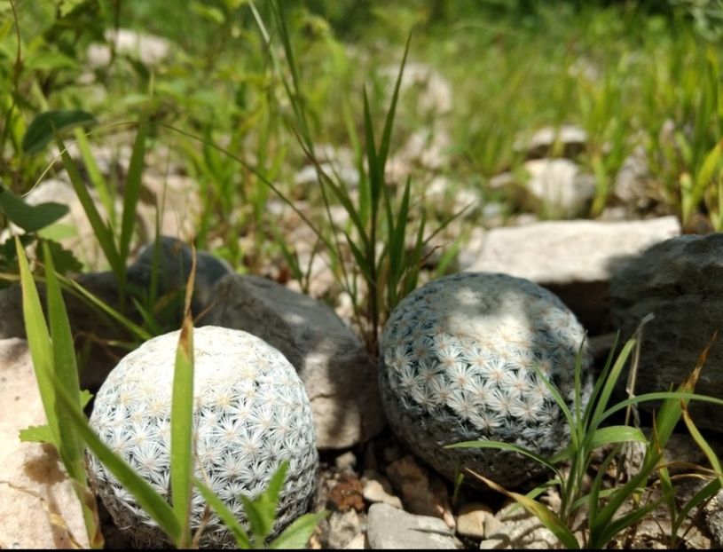  - Mammillaria Lasiacantha