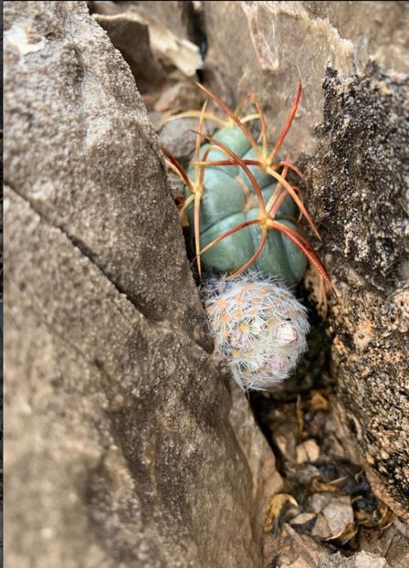  - Mammillaria Lasiacantha