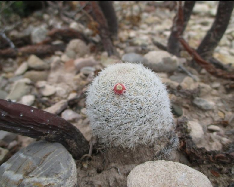  - Mammillaria Lasiacantha