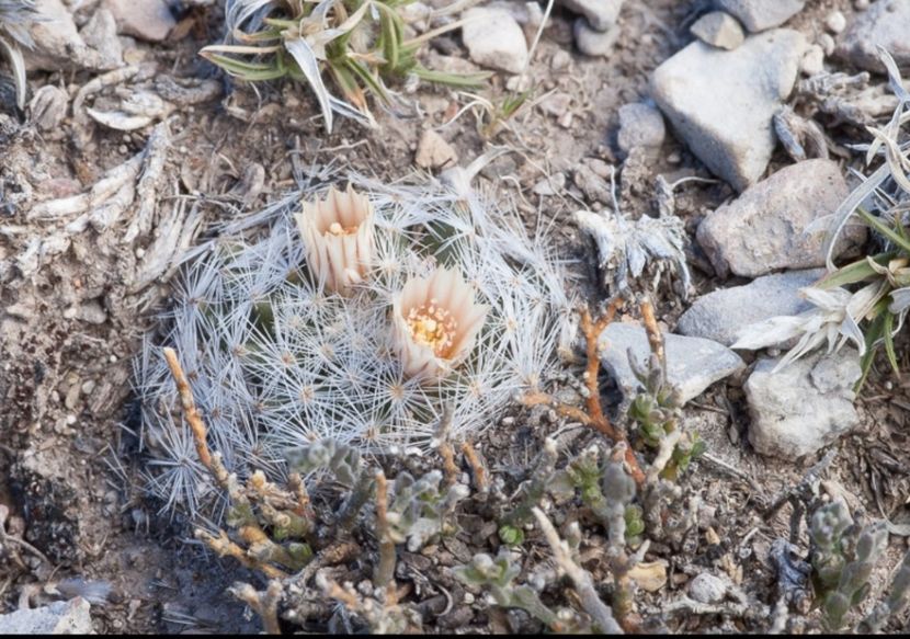  - Mammillaria Lasiacantha