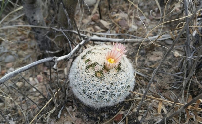 - Mammillaria Lasiacantha