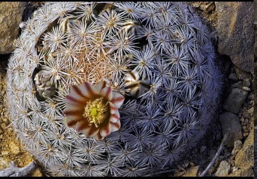  - Mammillaria Lasiacantha