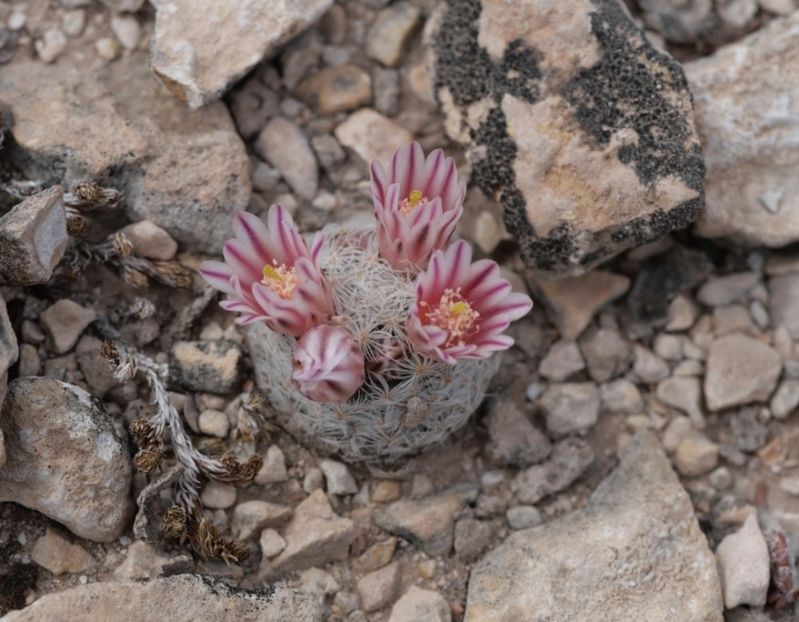  - Mammillaria Lasiacantha