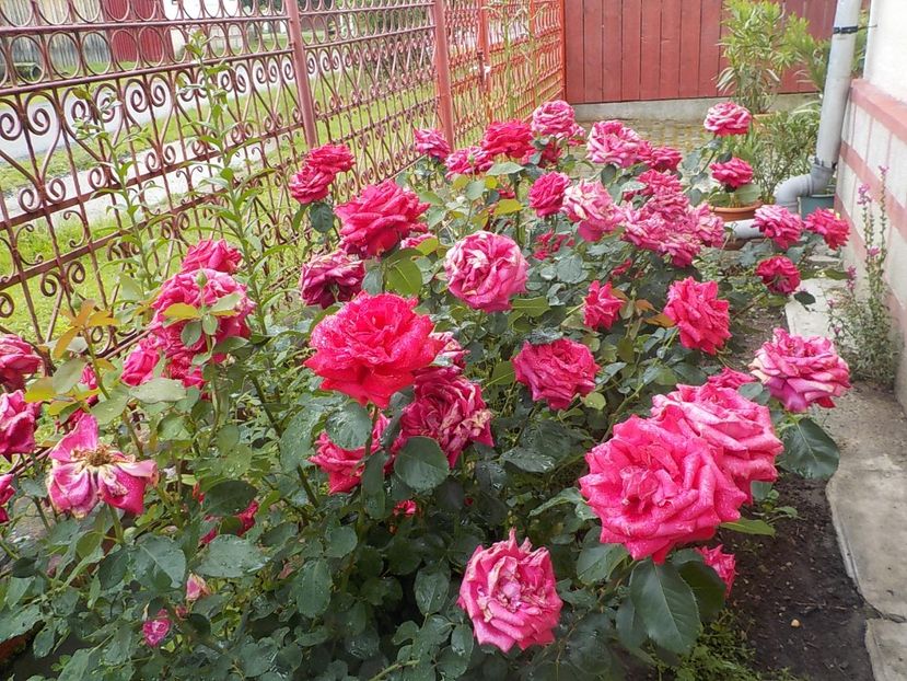  - Trandafiri in gradina mea