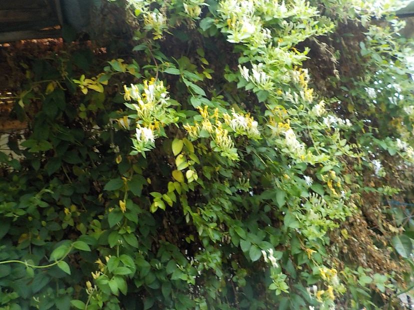  - lonicera
