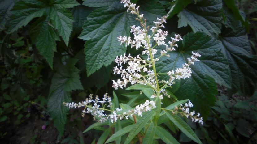Aloysia citriodora - 2024