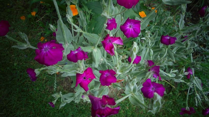 Lychnis  coronaria - 2024