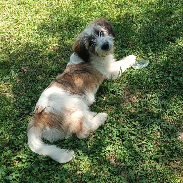  - AAAAAAAA__FLORA ȘI MUSTAȚĂ