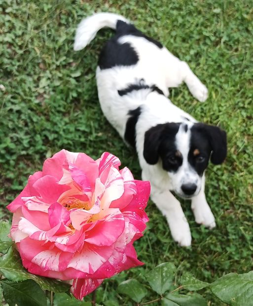  - AAAAAAAA__FLORA ȘI MUSTAȚĂ