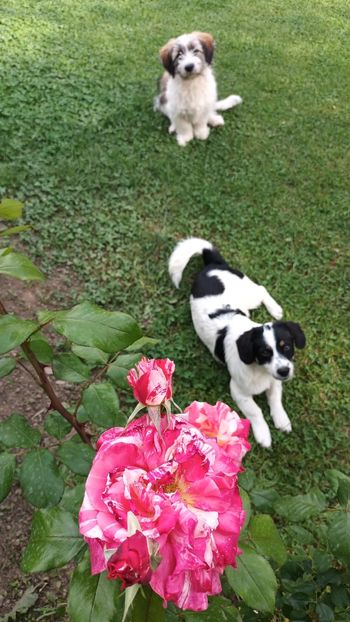  - AAAAAAAA__FLORA ȘI MUSTAȚĂ