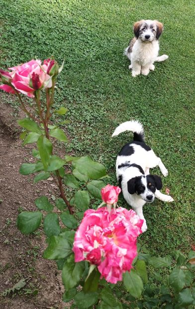  - AAAAAAAA__FLORA ȘI MUSTAȚĂ