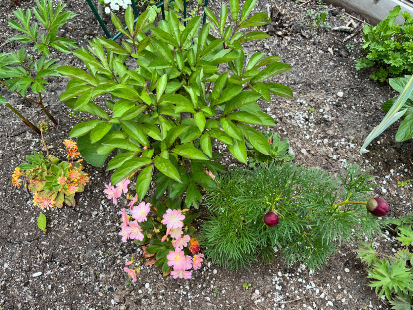  - Jurnalul gradinii 2024