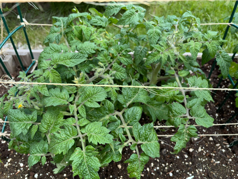  - Jurnalul gradinii 2024