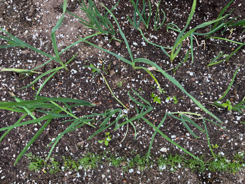  - Jurnalul gradinii 2024