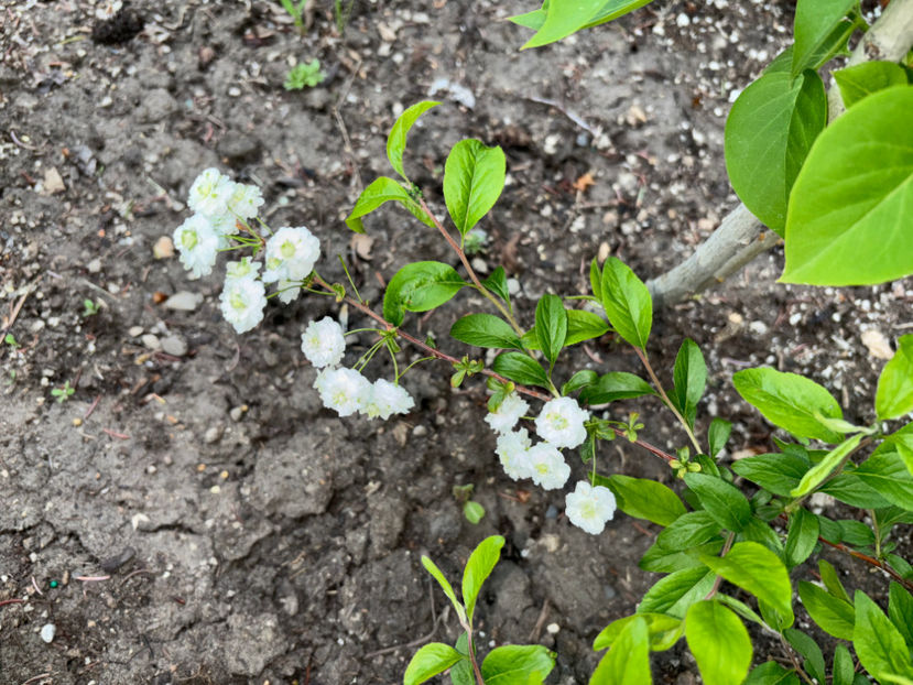  - Jurnalul gradinii 2024