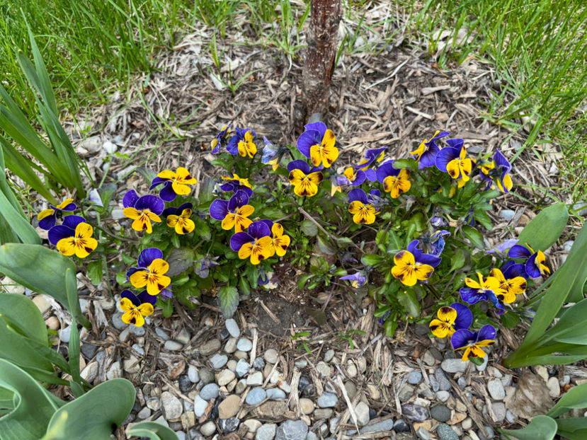  - Jurnalul gradinii 2024