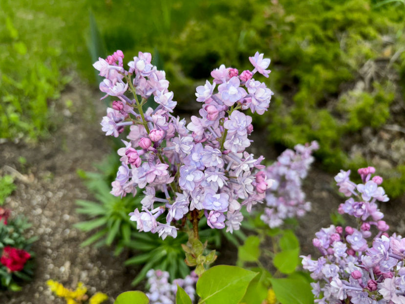  - Jurnalul gradinii 2024