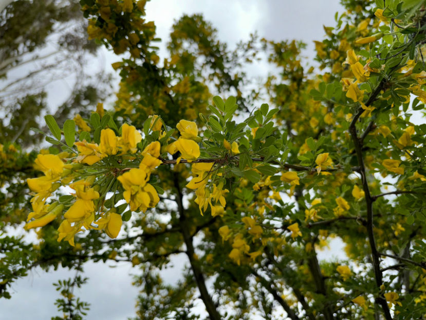  - Jurnalul gradinii 2024