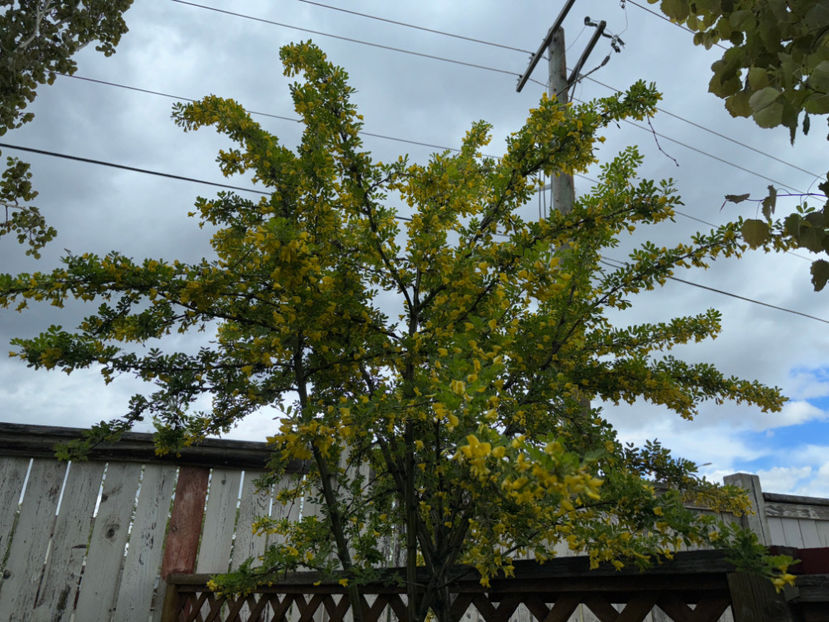  - Jurnalul gradinii 2024