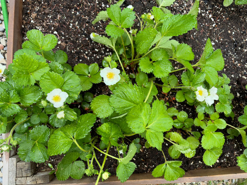  - Jurnalul gradinii 2024