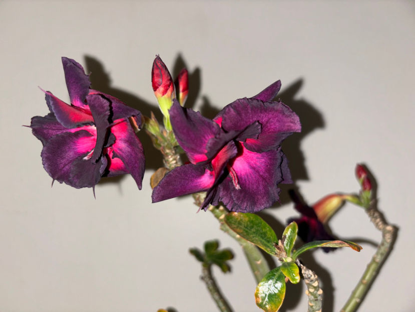  - Plante de interior 2024